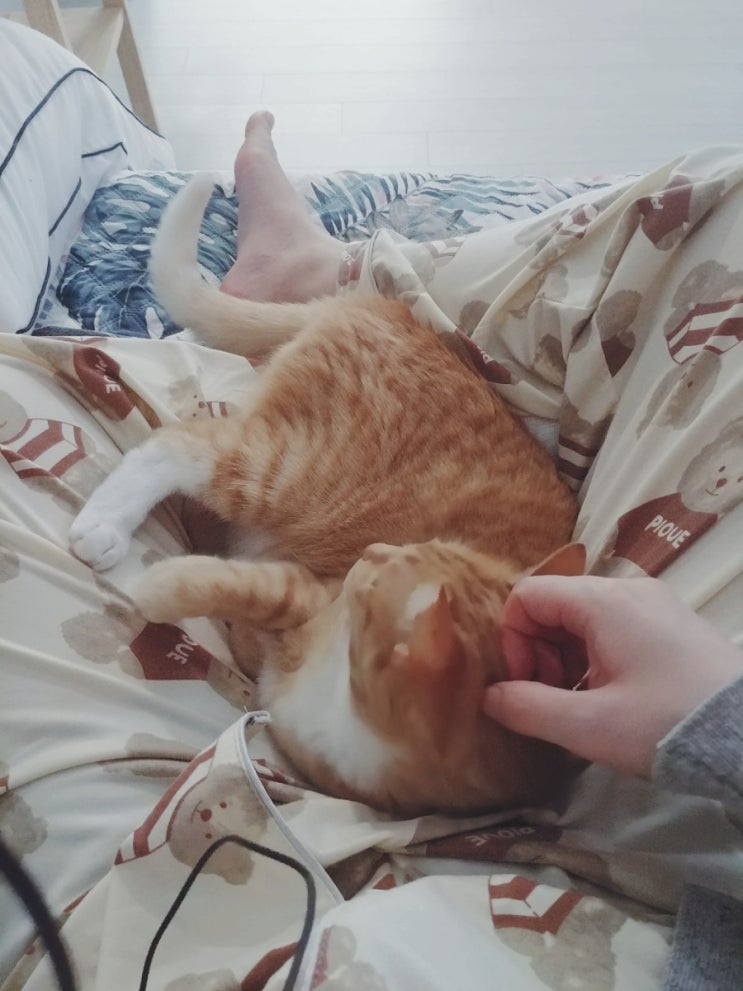 꼭 포스팅할 거리가 없으면 고양이 사공을 진행한다 꼭 포스팅할 거리가 없으면 고양이 사공을 진행한다