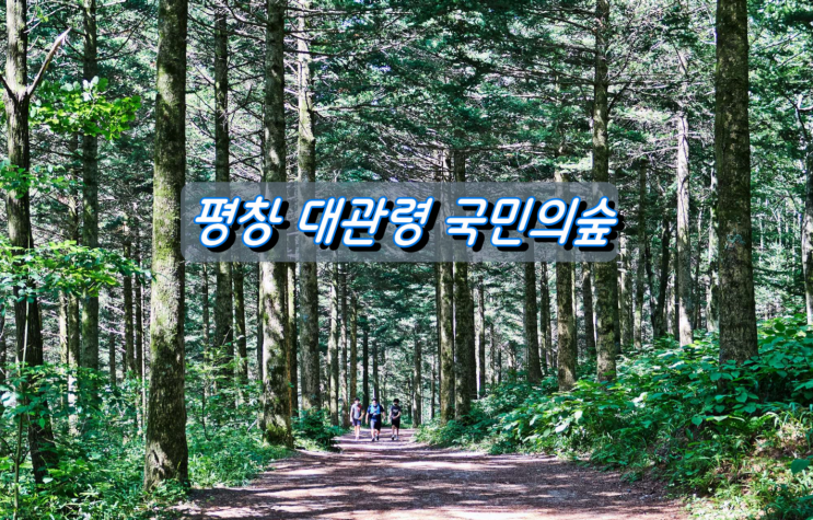 대한민국 최고 힐링숲, 평창 대관령 국민의 숲