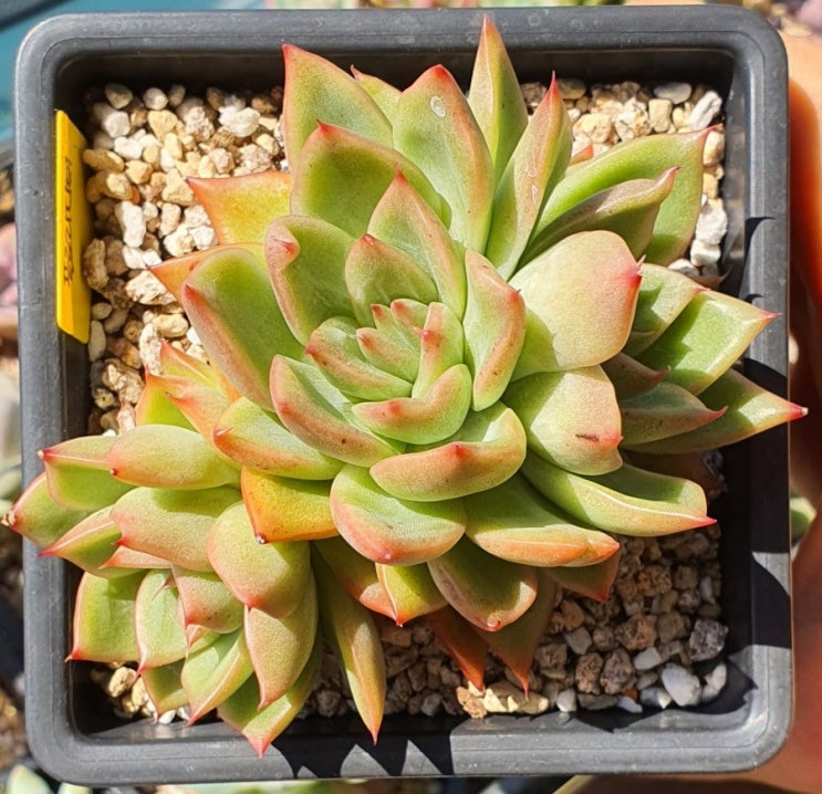  플로리디티,  올리비아