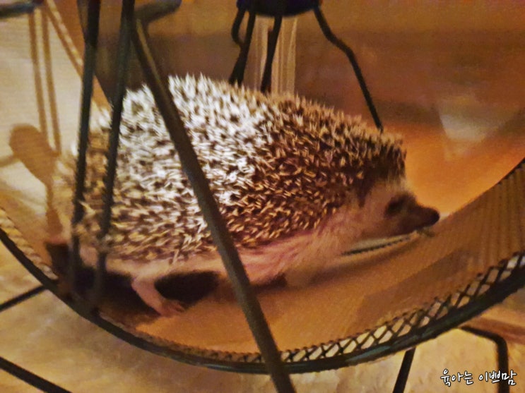  [고슴도치] 쳇바퀴 타는 다솜이