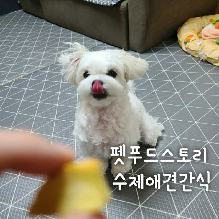  [제품] 펫푸드스토리 수제 간식 #건강하개