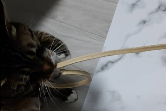 고양이치석제거 간식 고양이껌 캣츠모리 와이어츄