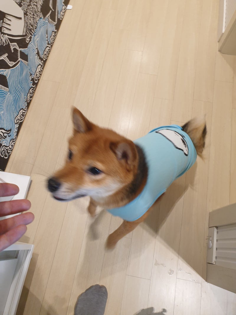 시바견 성격,문제행동 예방하는법 : 네이버 블로그, image size:800x1067