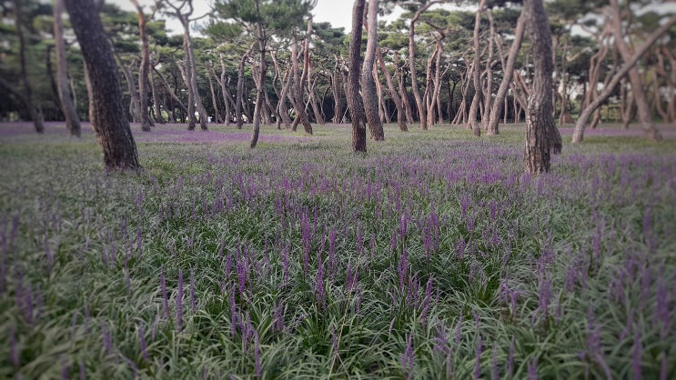 경주 8월에 가볼만한 황성공원 맥문동 군락지, 현재 개화 상황은?