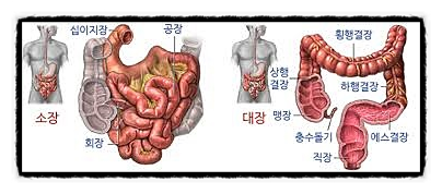 변이 만들어지기까지... 위 소장 대장 남은 찌꺼기 수분.