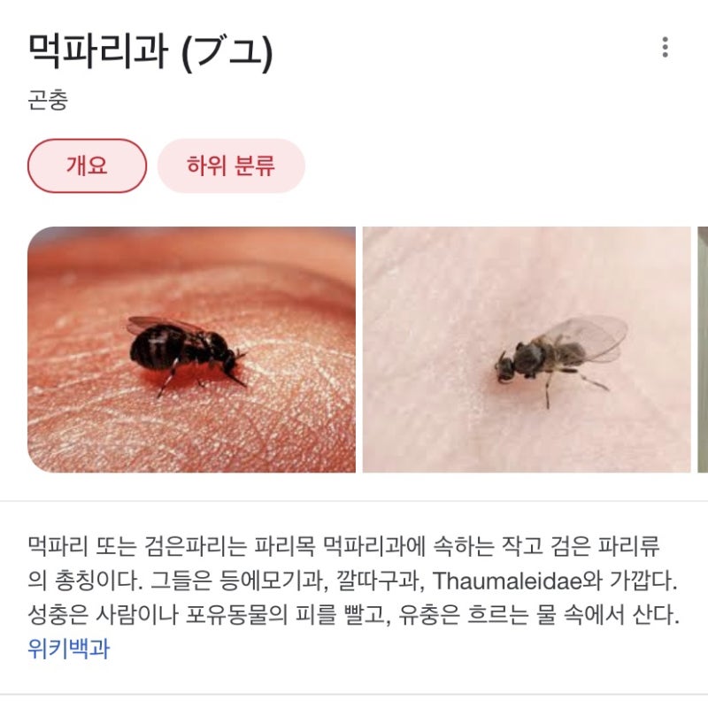 무는 파리, 샌드플라이 흡혈곤충 주의!벌레 물린 자국,대처법 : 네이버 블로그 무는 파리, 샌드플라이 흡혈곤충 주의!벌레 물린 자국,대처법 : 네이버 블로그