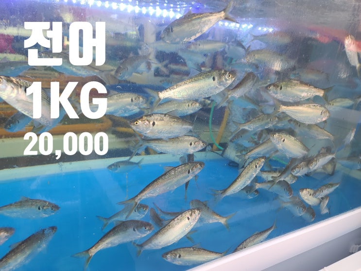  [진해 용원어시장]전어가격, 개불가격 !!
