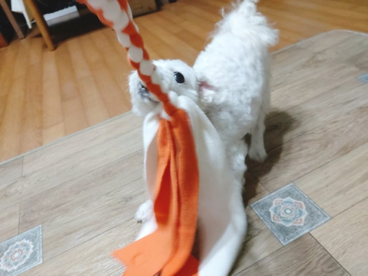  [강아지장난감] 반려양품:: 강아지 스트레스 해소에 좋은 부드러운 터그 장난감 추천해요!