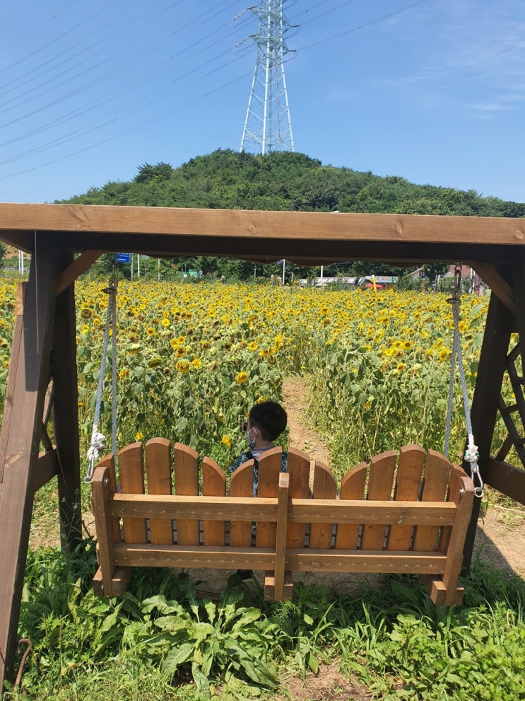 대부도 해바라기 꽃밭(대부해양관광본부) 나들이