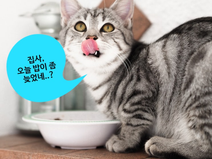 고양이 자동급식기 페토이로 정확한 시간에 급여해주세요.