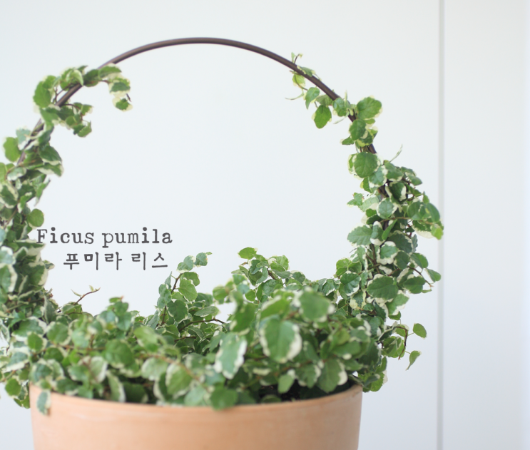  푸미라 리스 만들어서 키워요