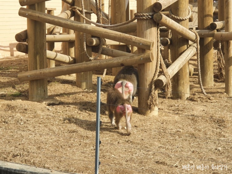  아기랑 갈만한곳 전주동물원 입장료 야간개장 주차장