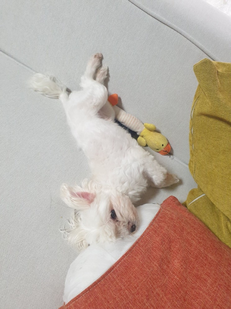  이거이 지병