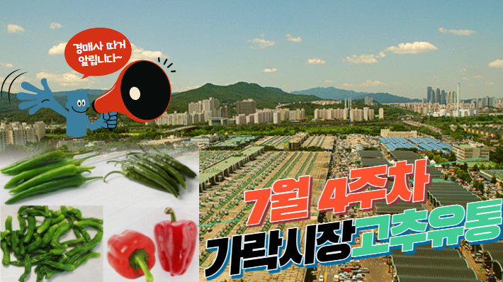  [경매사가 알립니다] 가락시장 7월 4주차 고추유통현황