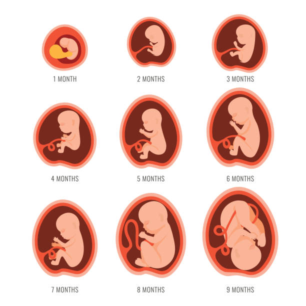 태아의 발달 (Fetal Development) / 미숙아(Preterm infant)