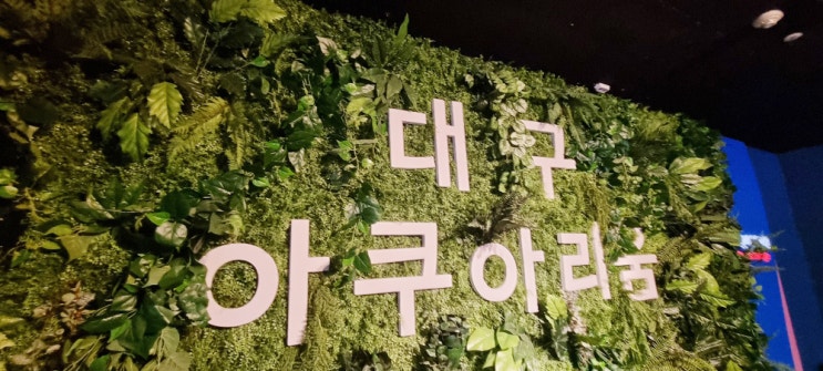  대구아이와가볼만한곳,대구여행 대구 아쿠아리움