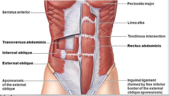  뇌성마비/정상발달 설명해주는 남자 - 복사근(배빗근, oblique muscle)과 호흡에 관계