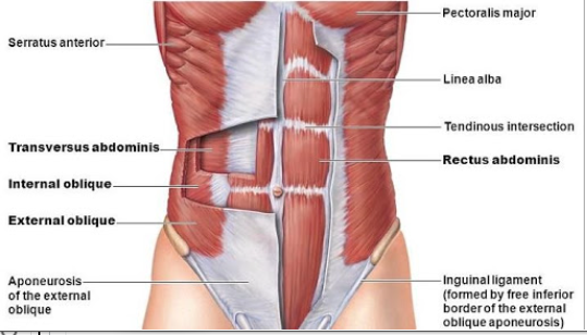 뇌성마비/정상발달 설명해주는 남자 - 복사근(배빗근, oblique muscle)과 호흡에 관계