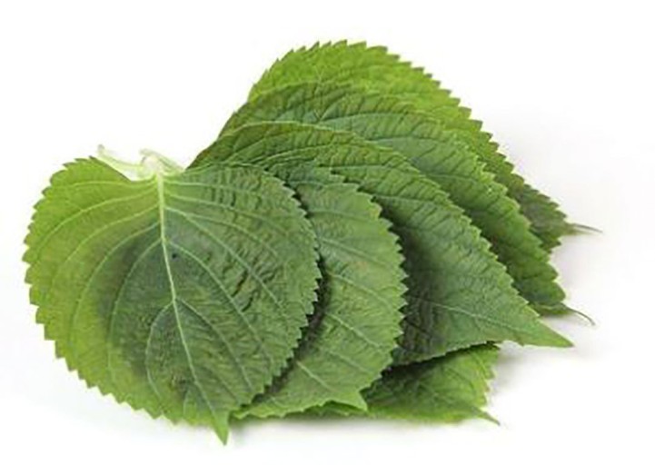  깻잎의 효능