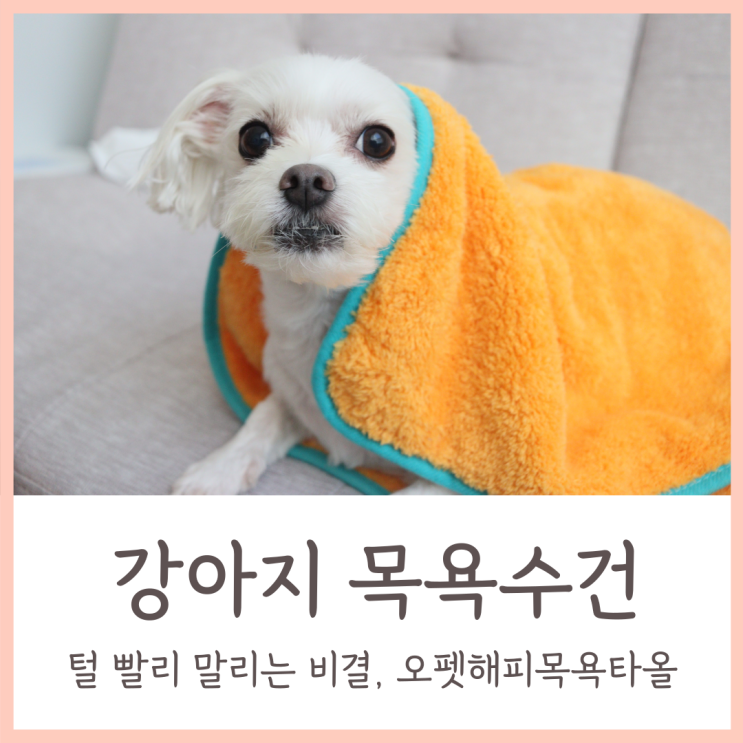  강아지 수건 목욕필수템 털 빨리 말리는 비결, 오펫해피목욕타올