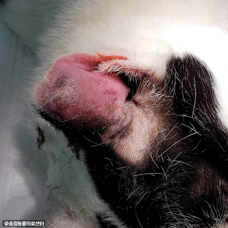  고양이 이개혈종/이개혈종 수술/고양이 만두 귀/이개혈종 치료/고양이 귀가 부풀어요/경기광주 동물병원/송정동물병원