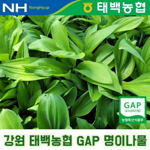 리뷰가 좋은 강원도 태백농협 잎명이 나물 1kg 절임소스포함 산나물 생 명이나물 추천합니다 리뷰가 좋은 강원도 태백농협 잎명이 나물 1kg 절임소스포함 산나물 생 명이나물 추천합니다