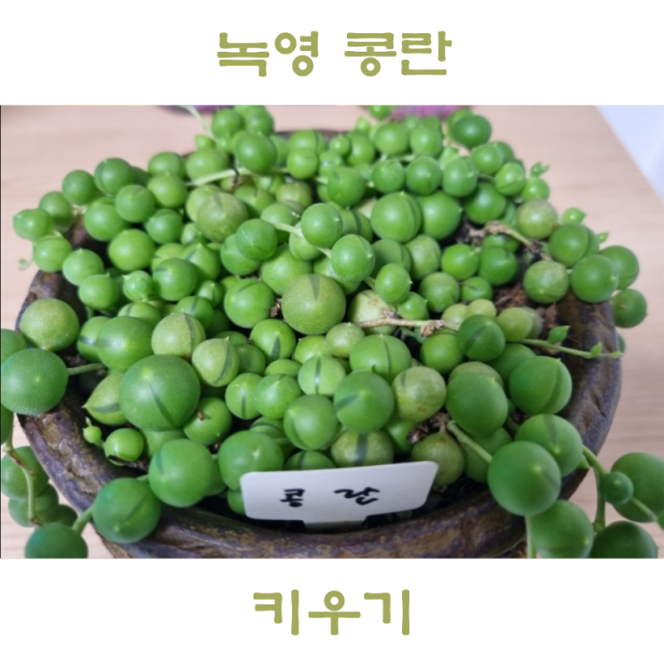  공중식물 콩란 키우기 녹영 물주기, 덩쿨성 행잉식물 추천