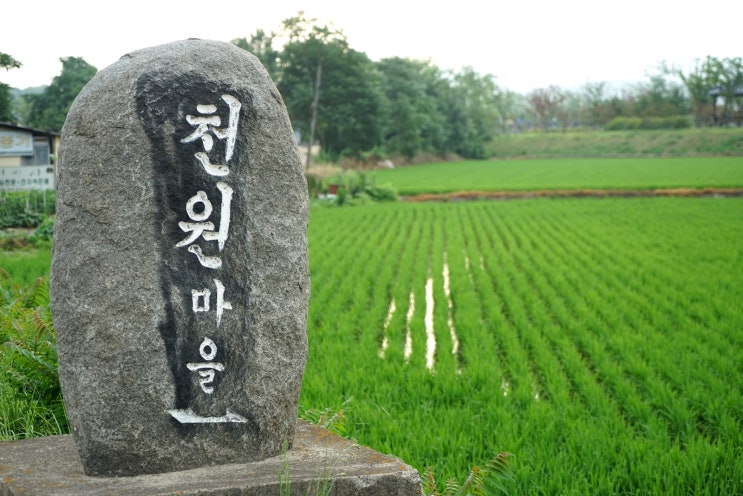 경주에는 천원 마을이 있습니다