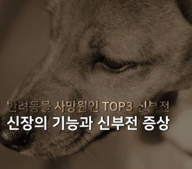  고양이 강아지 정수기로 음수량맞게 깨긋한 물 먹여야 하는 이유