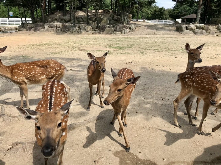 강원도 가볼만한곳 3박4일 가족여행 둘째날 켄싱턴리조트 설악밸리 양목장 디어밸리 사슴농장