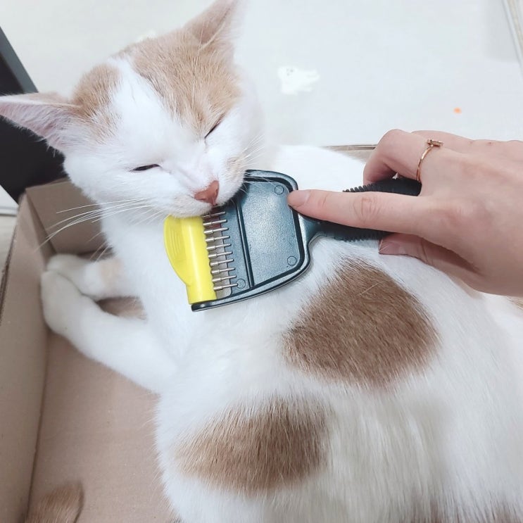  내돈내산. 고양이 털관리. 고양이 이중모 관리에 좋은 브러쉬 추천. 고양이 강아지 죽은털 제거 브러쉬.