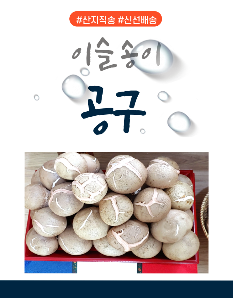  산지 직송 이슬송이버섯 1kg 공동구매 진행합니다