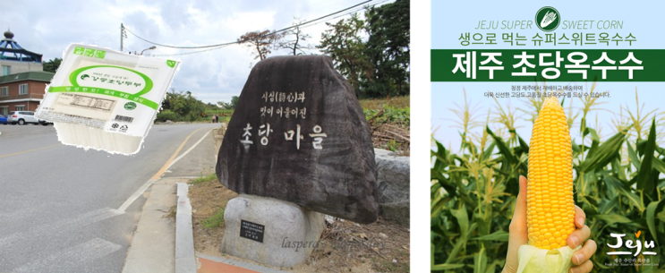 강릉 초당 두부의 초당과 제주 초당 옥수수의 초당은 다른 뜻이다.