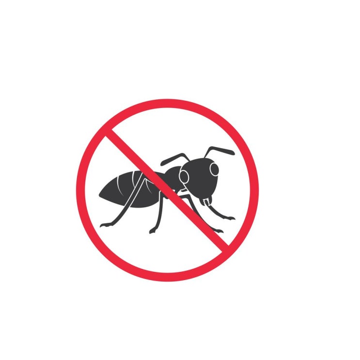 우리 집 불청객 집개미 퇴치(애집개미, 유령개미, 개미 물렸을 때, 개미 없애는 법, 집개미 예방 방법)
