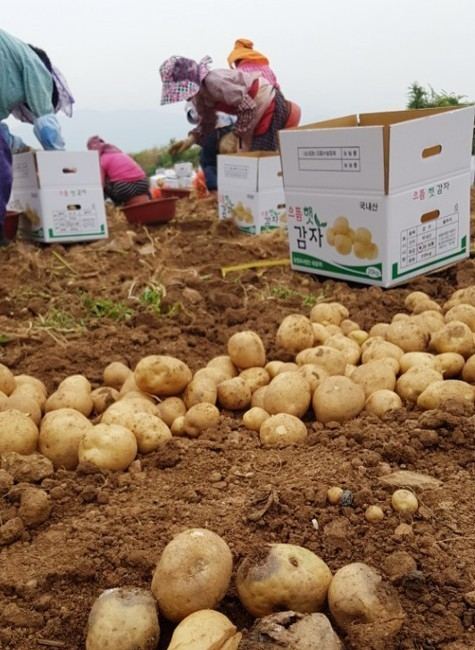 감자 효능 여름에 더 좋은 감자 삶는법 영양보충제