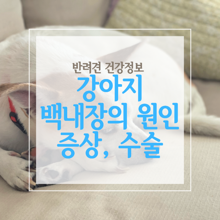 강아지 백내장 수술비용과 영양제