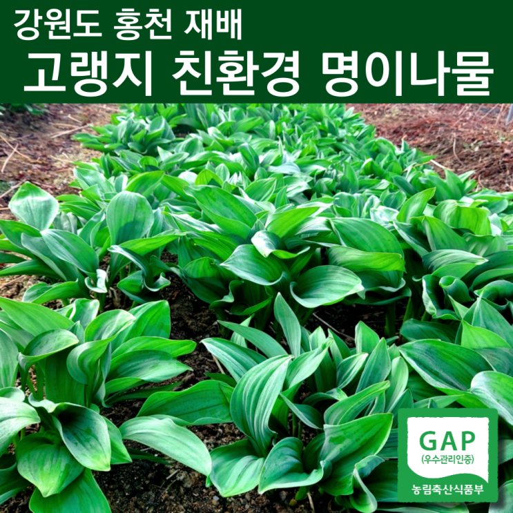 선호도 높은 생명이나물 자연산명이나물 줄기명이 잎명이 산마늘잎 산마늘명이나물 홍천명이 나물 강원도 6시내고향 명이나물 2kg 봄철산나물 산명이 4월 제철나물 주문 1kg 1키로 2 선호도 높은 생명이나물 자연산명이나물 줄기명이 잎명이 산마늘잎 산마늘명이나물 홍천명이 나물 강원도 6시내고향 명이나물 2kg 봄철산나물 산명이 4월 제철나물 주문 1kg 1키로 2