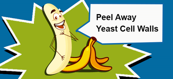 Yeast Protoplast 만들기- Zymolyase