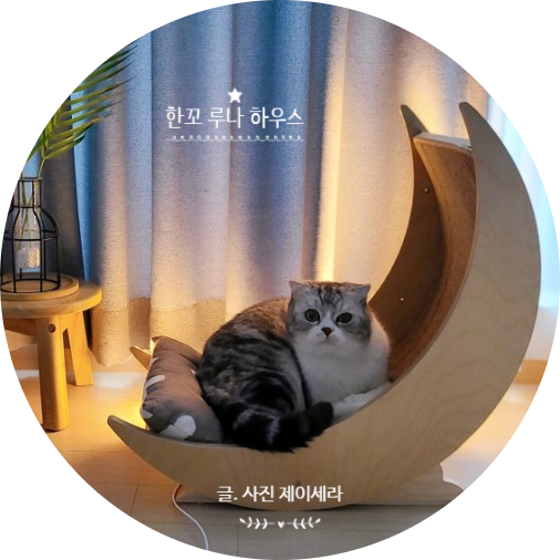 이보다 예쁠수 없다! 집사도 고양이도 만족한 한꼬 고양이침대(feat.캣워커)