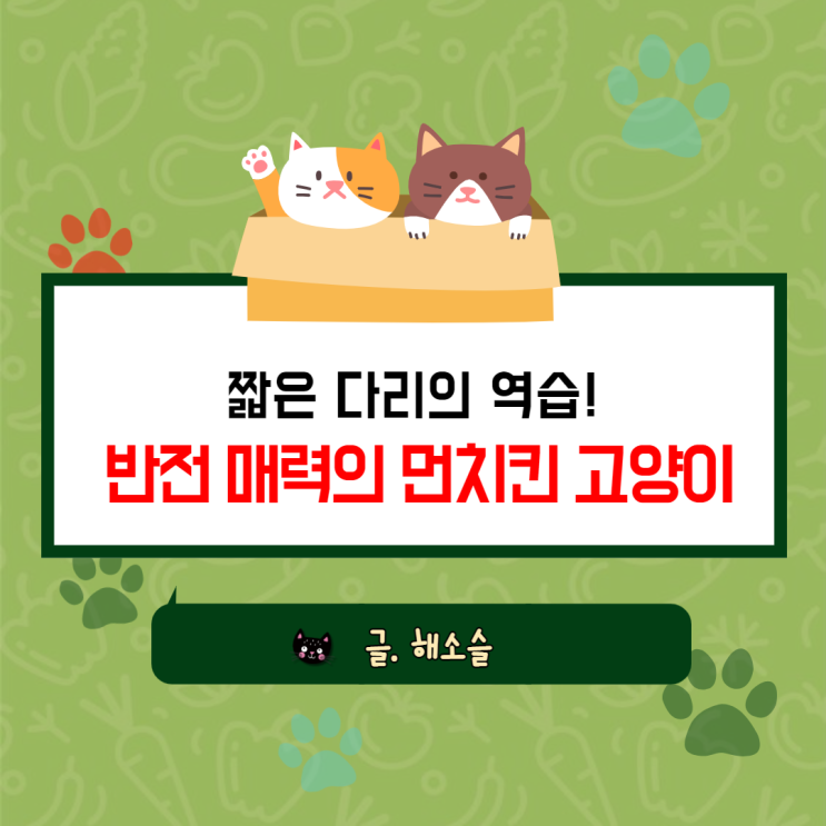  고양이 종류 : 짧은 다리의 역습! 반전 매력의 먼치킨 고양이