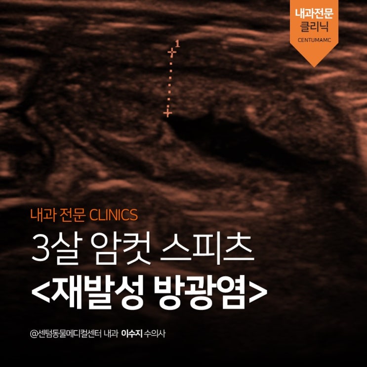  [수영구동물병원] 3살 암컷 스피츠 <재발성 방광염> (외음부성형술, vulvoplasty, 부산 분과전문)