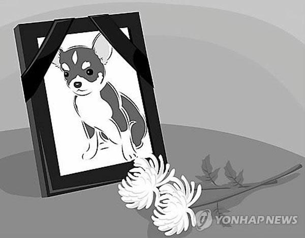 인천서 반려동물 장례 ‘화장’까지 치렀다면 불법 업체 인천서 반려동물 장례 ‘화장’까지 치렀다면 불법 업체