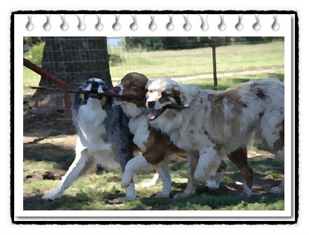  오스트레일리안 셰퍼드 분양가격과 역사, 성격 및 수명에 대해(australian shepherd)