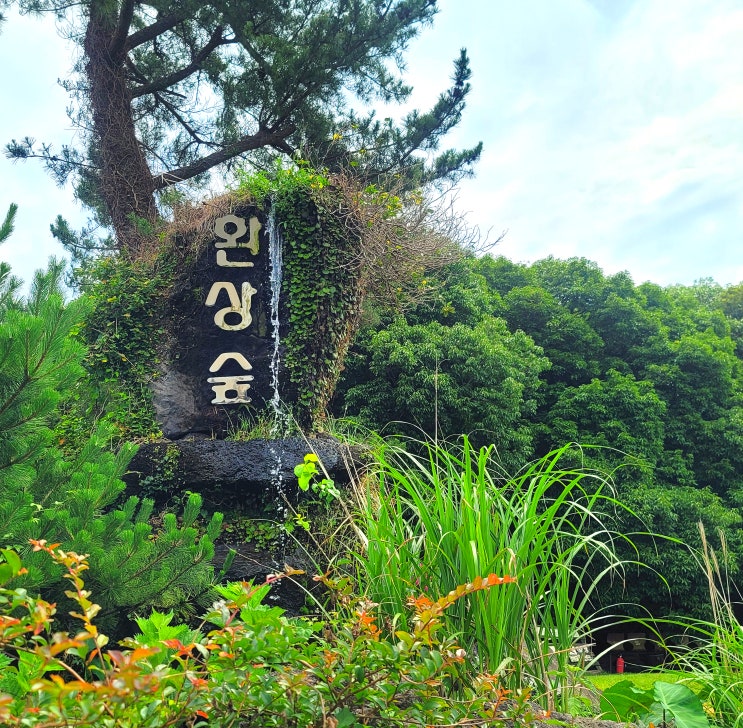  [환상숲 곶자왈] 제주도 자연 관광지 & 담앙 족욕 체험 카페