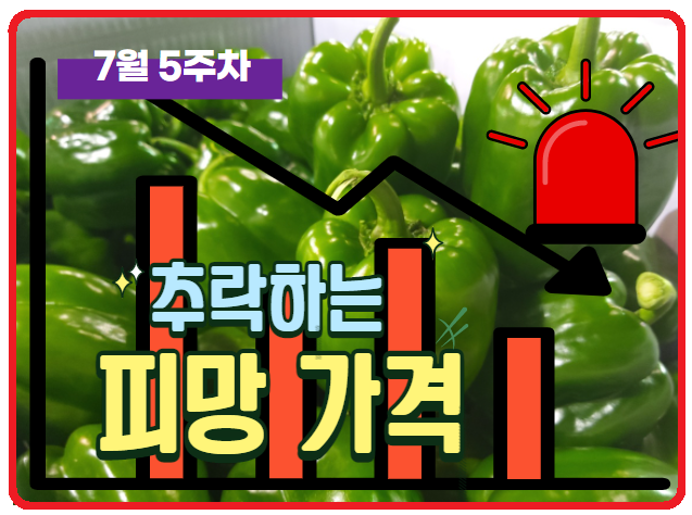  [청피망 주간경매동향] 청피망 이 가격받고 출하해야 되나? (7월 5주 초반)