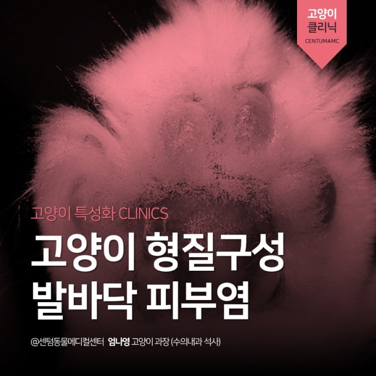  [부산고양이병원] 5살 고양이 <형질구성 발바닥 피부염> (센텀동물메디컬센터)