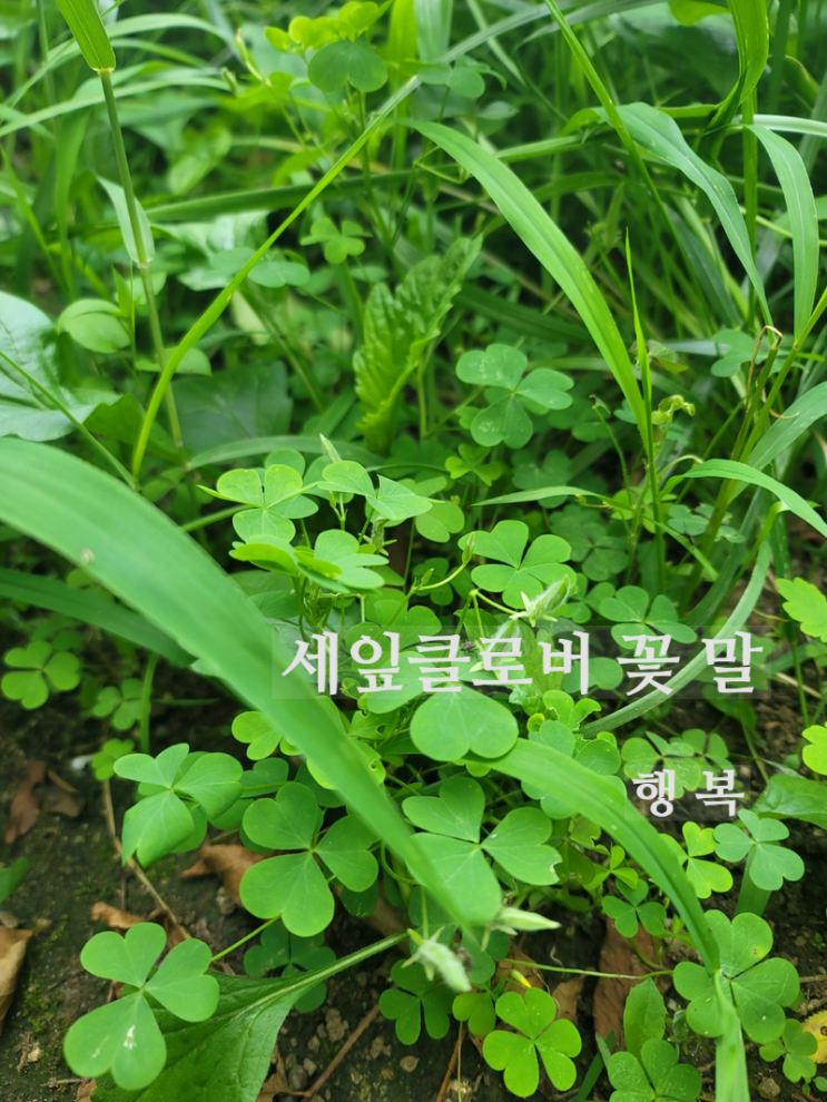  100마디 위로보다 도움되는 행복한형이 알려주는 꽃청춘 서포터즈