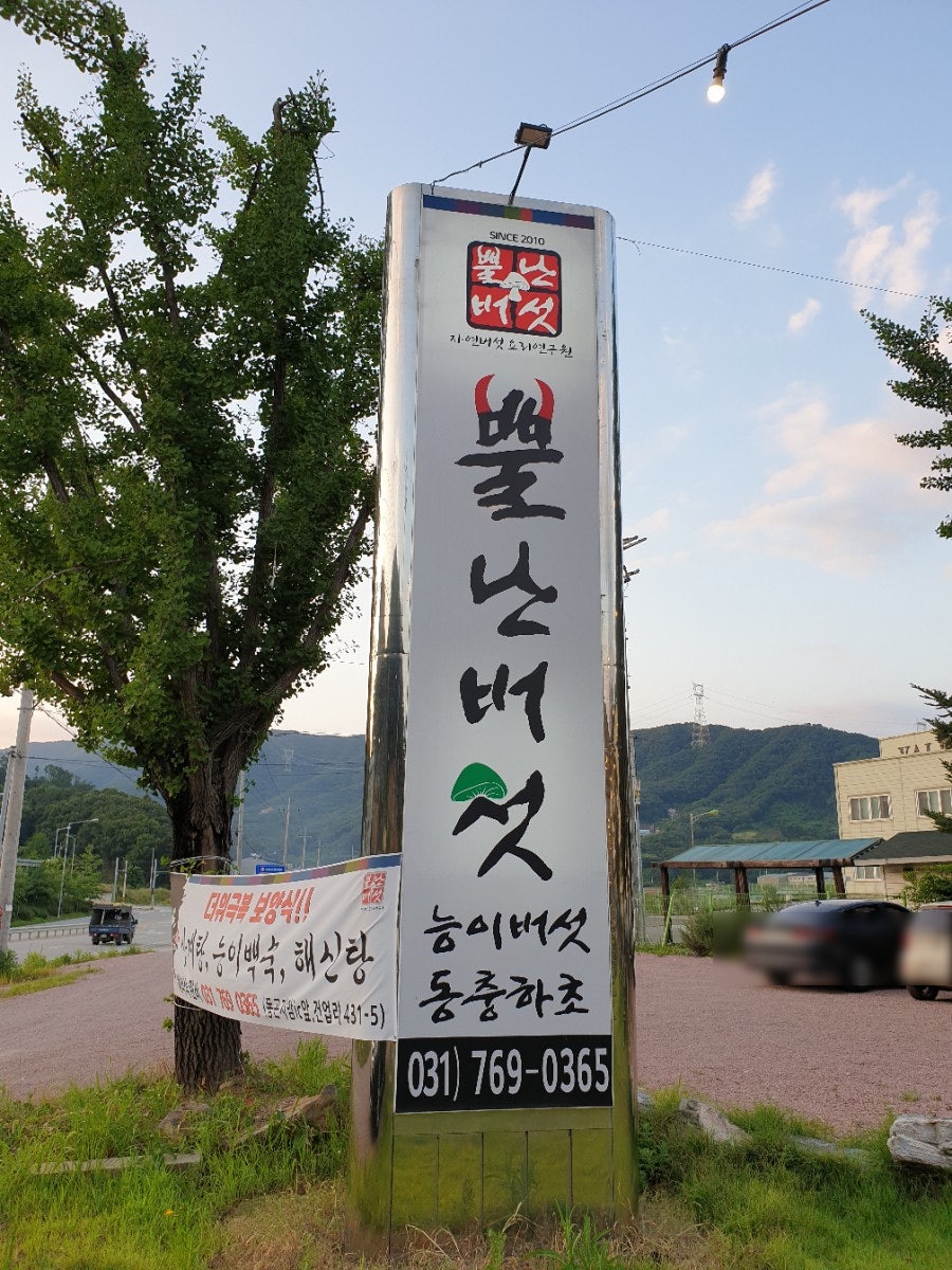 뿔난버섯 사진 2