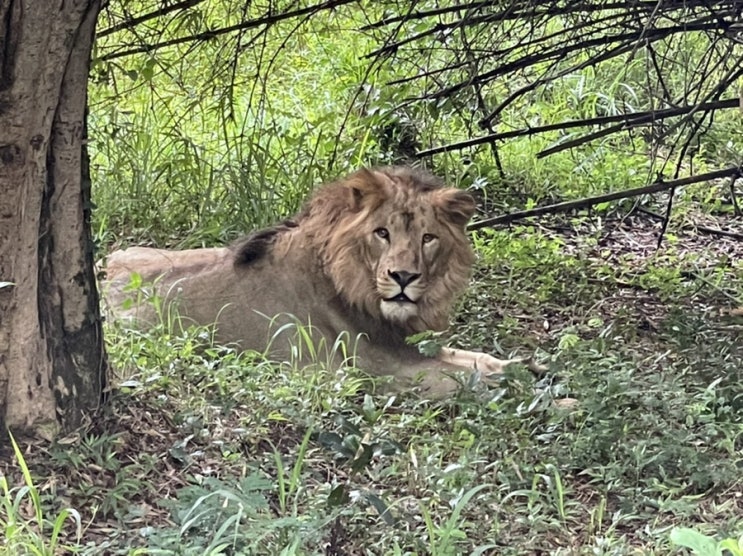 인도 여행, 방갈로루 동물원에서 사파리 구경하기!(bannerghatta biological park)