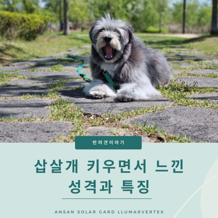  삽살개 키우면서 느낀 성격과 특징!삽살개 입양원하신다면 보세요~